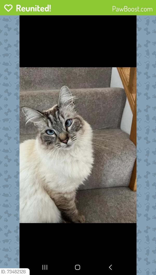 Reunited Male Cat last seen St Paul's Rise, Addingham, Addingham, England LS29 0RJ