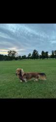 Reunited Female Dog last seen India street, Edinburgh, Scotland EH4 1PQ