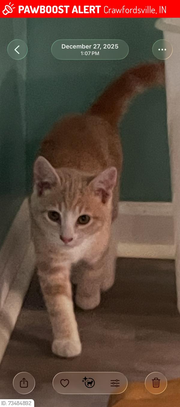 Lost Male Cat last seen U.S. 231 possibly . We live near Mace. He was kidnapped and dumped by a neighbor, Crawfordsville, IN 47933