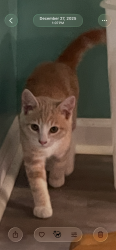 Lost Male Cat last seen U.S. 231 possibly . We live near Mace. He was kidnapped and dumped by a neighbor, Crawfordsville, IN 47933