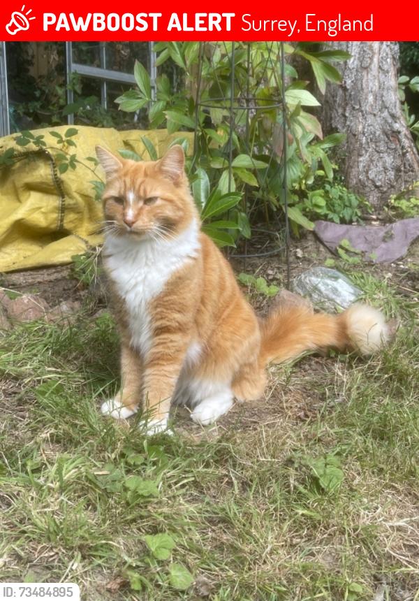 Lost Male Cat last seen Coneyberry Woodhatch, Surrey, England 