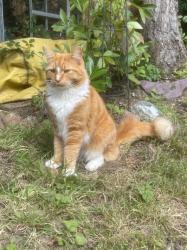 Lost Male Cat last seen Coneyberry Woodhatch, Surrey, England 