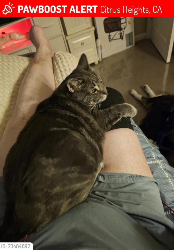 Lost Male Cat last seen Between Dairy Queen and Sams club.on greenback, Citrus Heights, CA 95621