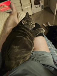 Lost Male Cat last seen Between Dairy Queen and Sams club.on greenback, Citrus Heights, CA 95621