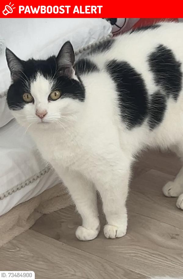 Lost Female Cat last seen Nil, Darlington, England DL1 2RA