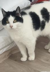 Lost Female Cat last seen Nil, Darlington, England DL1 2RA