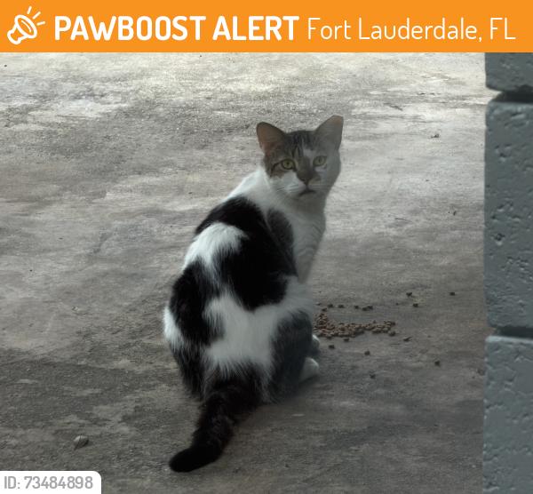 Rehomed Unknown Other last seen Near 7-11 on marina mile. 27th CT and 15th ave, Fort Lauderdale, FL 33315
