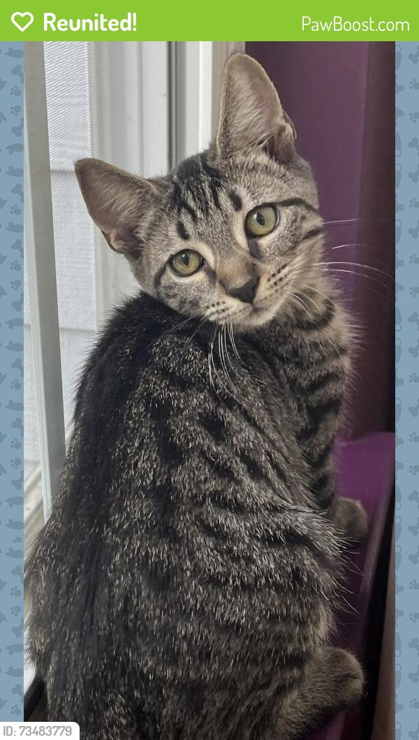 Reunited Male Cat last seen Chancellor’s Ridge & Fayetteville, Durham, NC 27713