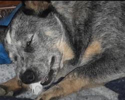 Lost Female Dog last seen Beatty rd, Pulaski, MS 39152