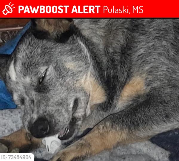 Lost Female Dog last seen Beatty rd, Pulaski, MS 39152