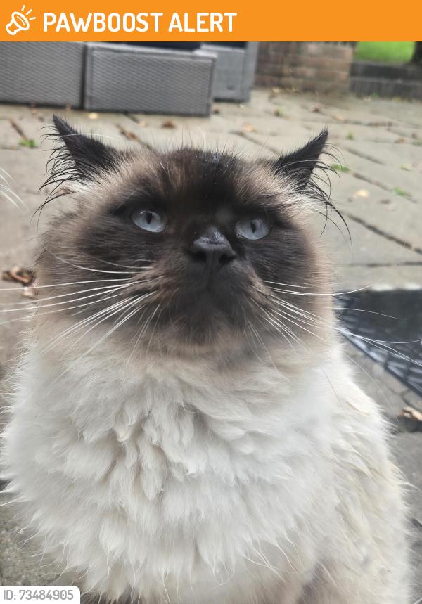 Found/Stray Unknown Cat last seen Kingsbury waterpark, Curdworth, England B76 0DE