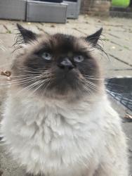 Found/Stray Unknown Cat last seen Kingsbury waterpark, Curdworth, England B76 0DE