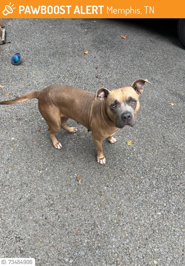 Found/Stray Female Dog last seen Village Rd and Cherry Rd, Memphis, TN 38117