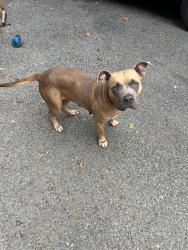 Found/Stray Female Dog last seen Village Rd and Cherry Rd, Memphis, TN 38117