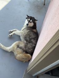 Lost Female Dog last seen Willowbrook, Compton, CA 90222