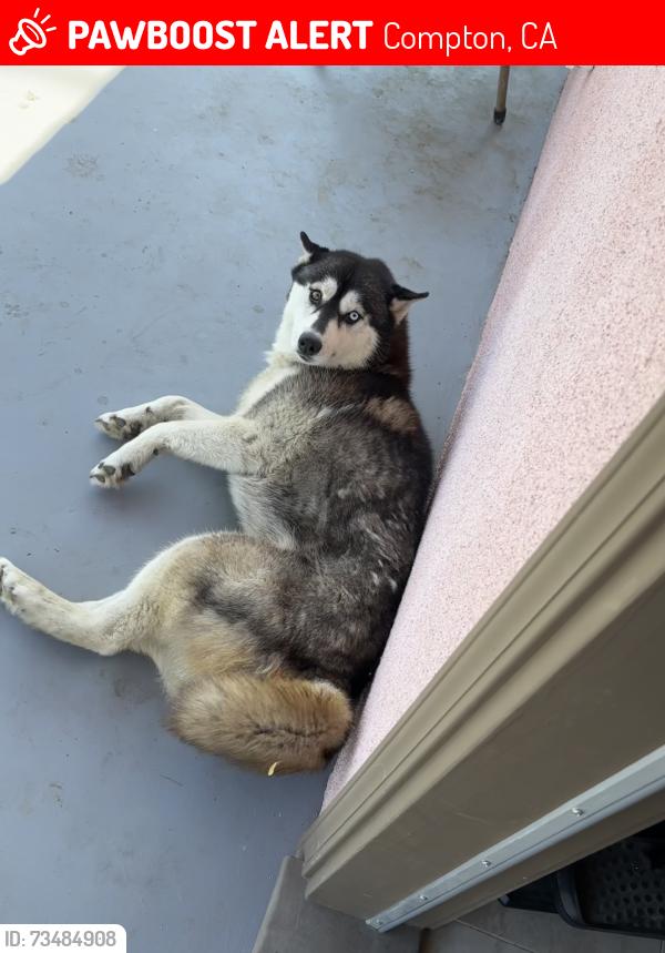 Lost Female Dog last seen Willowbrook, Compton, CA 90222