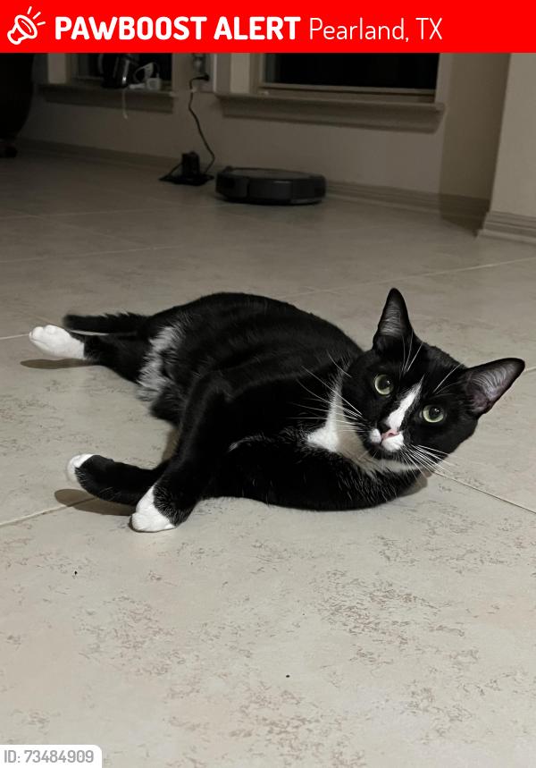 Lost Male Cat last seen Reid, Pearland, TX 77581