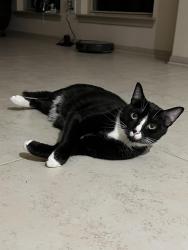 Lost Male Cat last seen Reid, Pearland, TX 77581