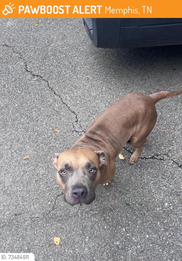 Found/Stray Female Dog last seen Poplar and cherry road, Memphis, TN 38117