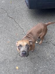 Found/Stray Female Dog last seen Poplar and cherry road, Memphis, TN 38117