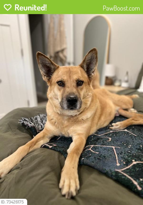Reunited Female Dog last seen 58th street nw, Bradenton, FL 34209