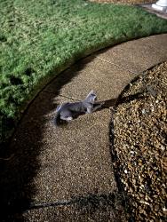 Found/Stray Unknown Cat last seen Southaven, MS, Southaven, MS 38671