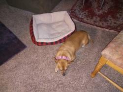 Lost Male Dog last seen Alameda, Denver, CO 80223