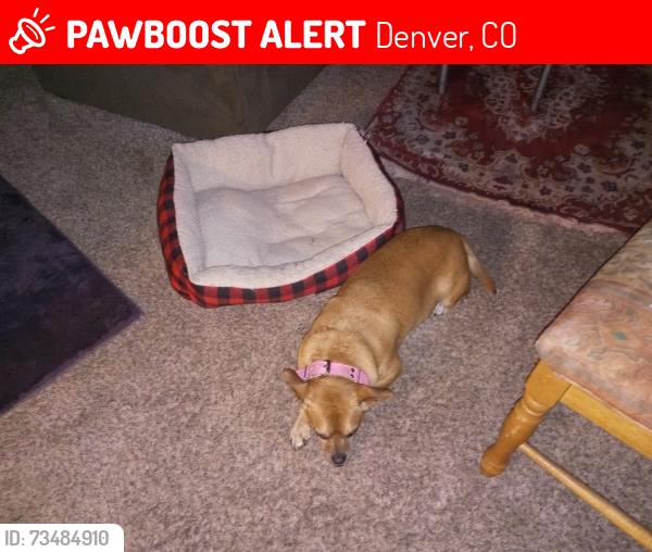 Lost Male Dog last seen Alameda, Denver, CO 80223