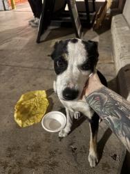 Found/Stray Female Dog last seen Engaging with people since yesterday, San Antonio, TX 78224