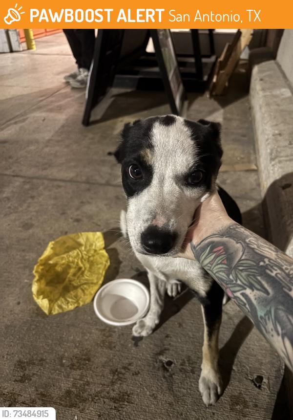 Found/Stray Female Dog last seen Engaging with people since yesterday, San Antonio, TX 78224