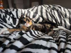 Reunited Female Cat last seen B321rp, Quinton, England B32 1RP
