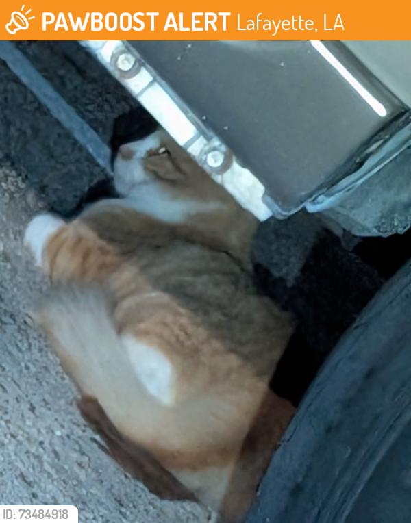 Found/Stray Unknown Cat last seen Silver Creek apmts, Lafayette, LA 70506