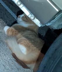 Found/Stray Unknown Cat last seen Silver Creek apmts, Lafayette, LA 70506