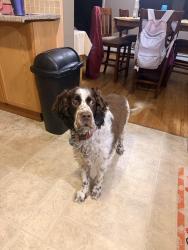 Reunited Male Dog last seen Mammoth road Londonderry, NH, Hudson, NH 03051
