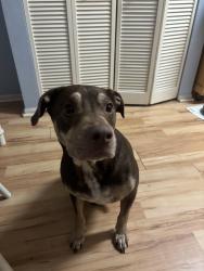 Found/Stray Male Dog last seen volusia mall, Daytona Beach, FL 32114
