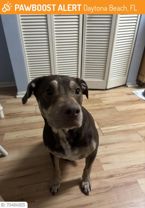 Found/Stray Male Dog last seen volusia mall, Daytona Beach, FL 32114