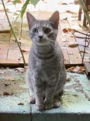 Found/Stray Unknown Cat last seen Bedford and Nostrand, Brooklyn, NY 11216
