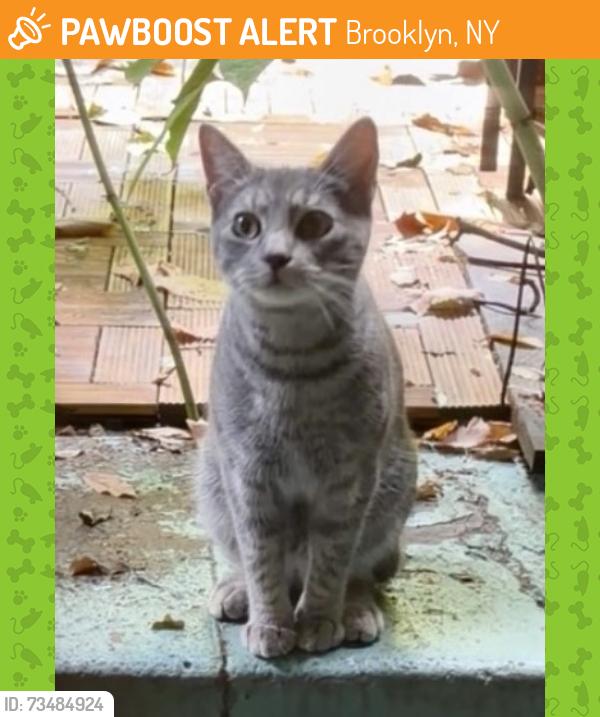 Found/Stray Unknown Cat last seen Bedford and Nostrand, Brooklyn, NY 11216