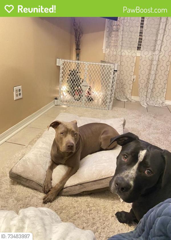 Reunited Female Dog last seen Deer creek, Harvey, LA 70058