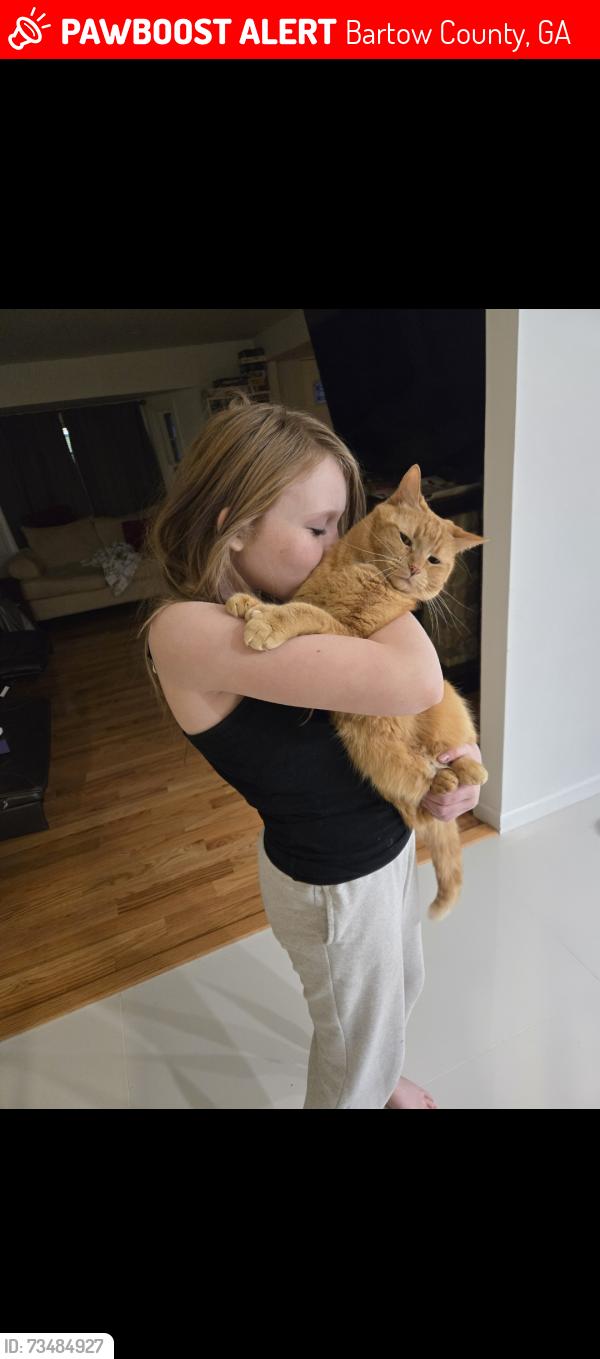 Lost Male Cat last seen Hamilton crossing park, Bartow County, GA 30120