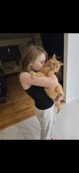 Lost Male Cat last seen Hamilton crossing park, Bartow County, GA 30120