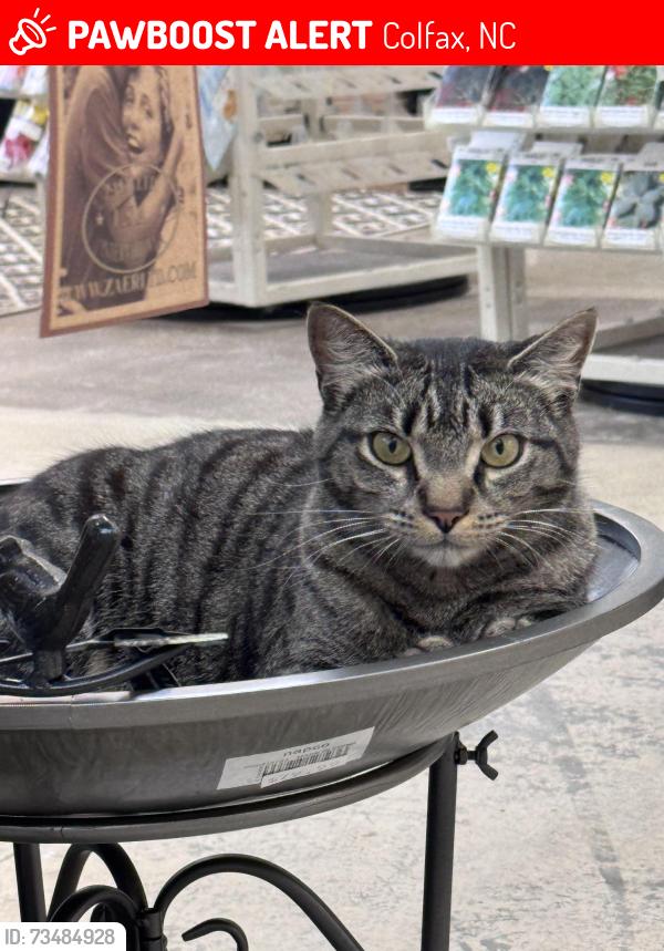 Lost Male Cat last seen Piedmont Farmers Market, Colfax, NC 27235