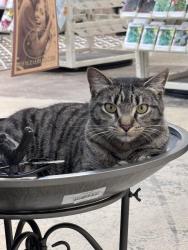 Lost Male Cat last seen Piedmont Farmers Market, Colfax, NC 27235