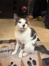 Found/Stray Unknown Cat last seen Forge and Brooke Lane, Middletown Township, PA 19342
