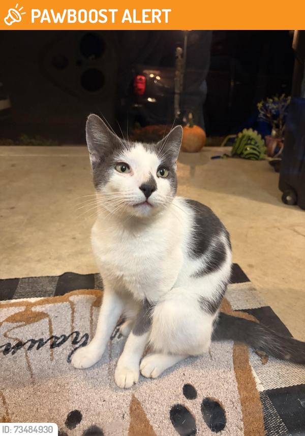 Found/Stray Unknown Cat last seen Forge and Brooke Lane, Middletown Township, PA 19342