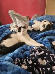 Lost Male Cat last seen Endeavour hills shopping centre, Endeavour Hills, VIC 3802