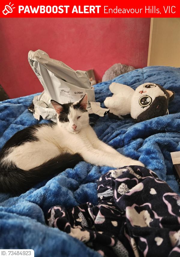 Lost Male Cat last seen Endeavour hills shopping centre, Endeavour Hills, VIC 3802