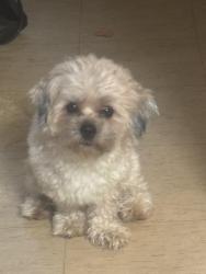 Lost Male Dog last seen McGovern Park, Milwaukee, WI 53218