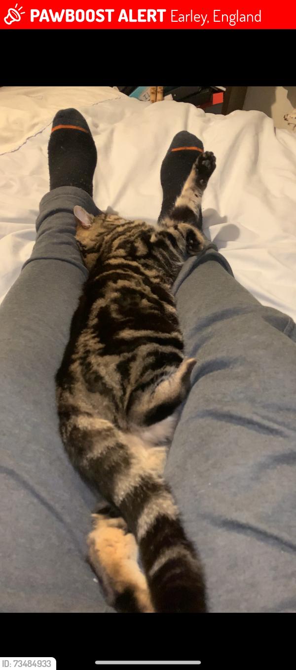 Lost Female Cat last seen White gates lane, Earley, England 