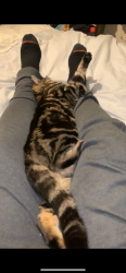 Lost Female Cat last seen White gates lane, Earley, England 